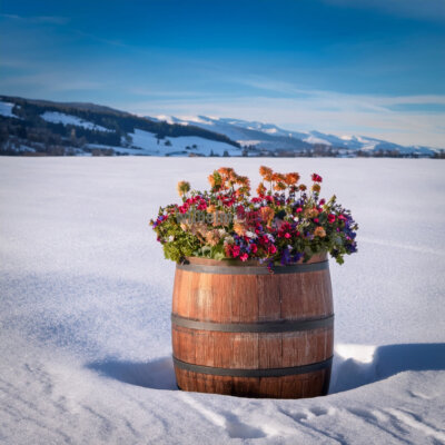 Tubs in winter Tubs in winter
